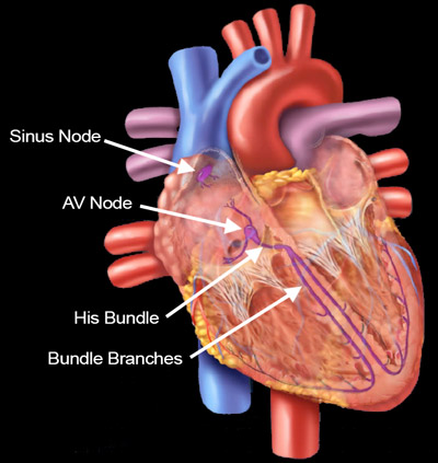Cardiac Conduction System